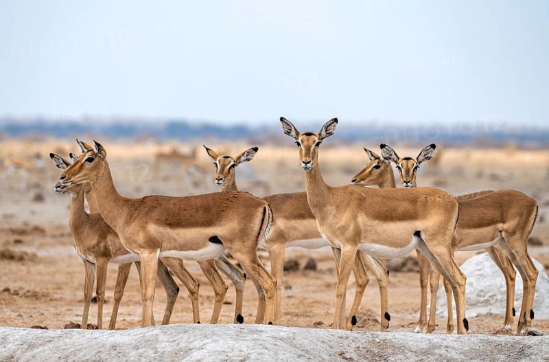 Herd of impala (Aepyceros melampus) at a waterhole, black heeler antelope, female, Nxai Pan National Park, Botswana, Africa