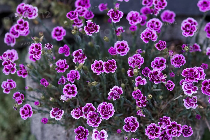 Variety of pink carnation blossoms (Pink Kisses) showing in full bloom and contrasting with the background, Siegen