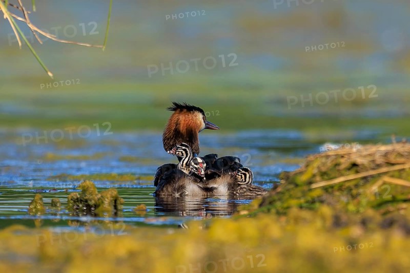 A great crested grebe protects its chicks, which are resting on its back, in calm water, Great crested grebe, (Podiceps Scalloped ribbonfish), with chicks, wildlife, Germany, Europe