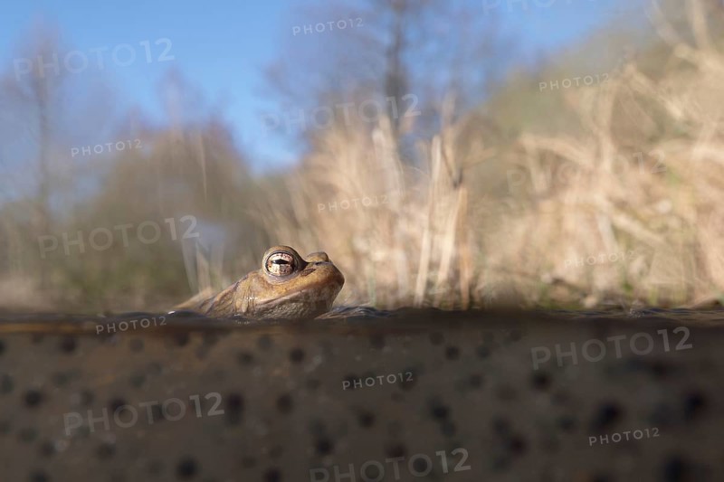 Spawning time... Common toad (Bufo bufo) in water, pond, sitting in a pond in early spring on frogspawn, native amphibians, wildlife, nature, Lower Rhine, Rhine district Neuss, North Rhine-Westphalia, Germany, Western Europe, Europe