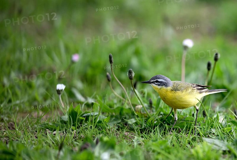 Yellow wagtail (Motacilla flava), in a meadow, Lower Rhine, North Rhine-Westphalia, Germany, Europe