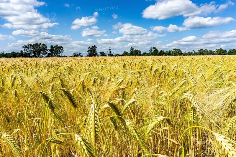 Grain field, in front of harvest, barley, near Bottrop-Kirchhellen, North Rhine-Westphalia, Germany, Europe