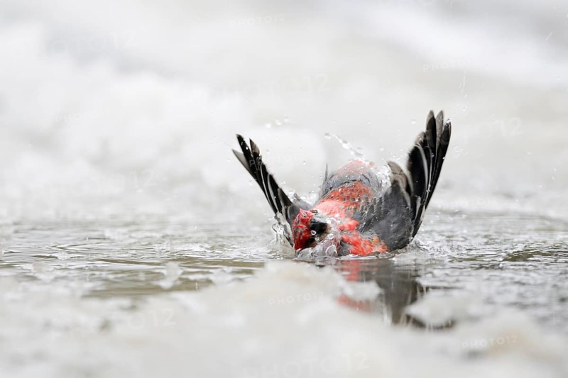 Bird bathing in a puddle of water... Hooked bullfinch (Pinicola enucleator) takes a long bath in the ice water of a puddle in the middle of winter, in frost and cold, seems quite happy, looks funny, nature in Yellowstone NP, Wyoming, North America, United States of America