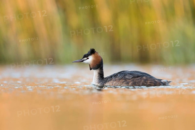 Spring... Great Crested Grebe (Podiceps Scalloped ribbonfish) in splendid breeding plumage early in the morning as the sun rises on a natural pond surrounded by reeds, bright colours, waterfowl, native nature, Lower Rhine, Rhineland, North Rhine-Westphalia, Germany, Western Europe, Europe