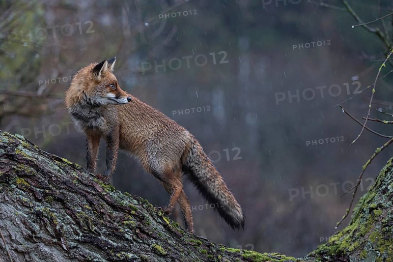 Wet in the rain... Red fox (Vulpes vulpes), fox climbs a tree lying across at dusk in the rain, looks around, uses the elevated place for a better overview, funny picture of the Reineke fox, native nature, North Holland, Netherlands, Western Europe