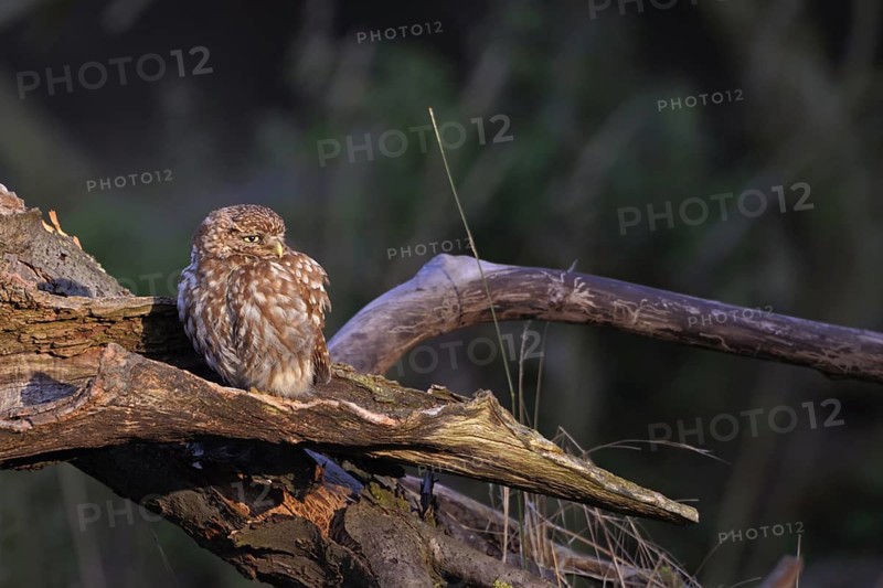 In an old pear tree... Little owl (Athene noctua) enjoying the warming morning sun on an old orchard, local nature, Bislicher Insel, Wesel district, Rhineland, Lower Rhine, North Rhine-Westphalia, Germany, Western Europe, Europe