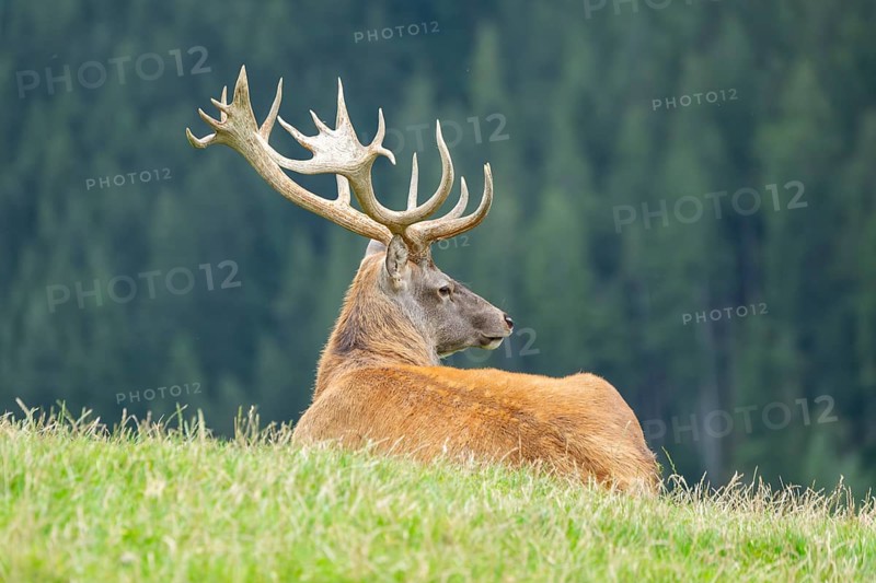 Red deer (Cervus elaphus) stag on a meadow in tirol, Kitzbühel, Wildpark Aurach, Austria, Europe