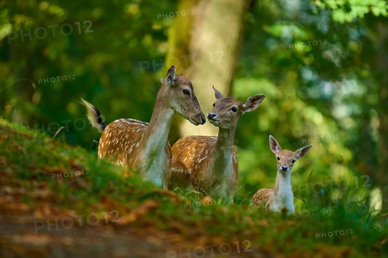Fallow deer (Dama dama), female, three fallow deer with fawn harmoniously together in the forest, Germany, Europe
