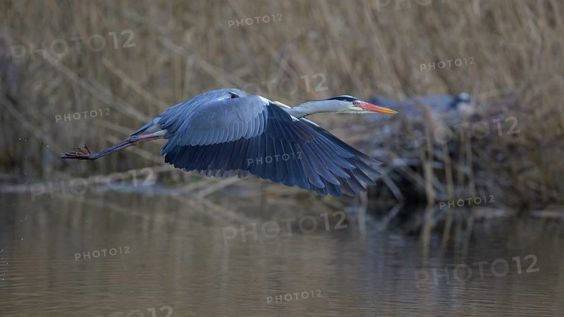 Grey heron (Ardea cinerea), in flight, heron breeding in the reeds behind, Neckar valley, Baden-Württemberg, Germany, Europe