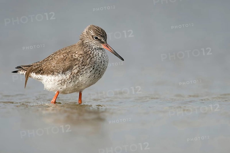 Wadden Sea habitat... Redshank (Tringa totanus), medium-sized limicole, wading bird foraging in the shallow waters of the North Sea, Lower Saxony, Germany, Western Europe, native birds, animals, nature, Europe