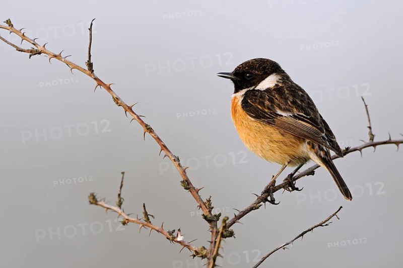 Spring song... Stonechat (Saxicola torquata), male singing on a dry bramble, birdsong in spring, beautiful light, rare bird species of semi-open fields, endangered in many places due to habitat loss, native birds, wildlife, nature, North Rhine-Westphalia, Germany, Western Europe, Europe