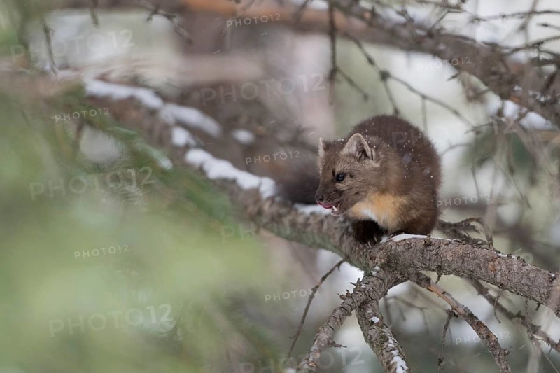 On the hunt... Pine marten (Martes americana) in winter, in snow in a coniferous tree, tense posture, licking its mouth, Yellowstone, Wyoming, North America, United States of America