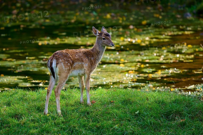 Fallow deer (Dama dama), looking around on a green meadow and being illuminated by the sun, Germany, Europe