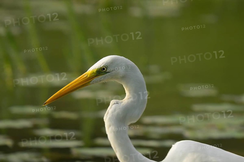 Great White Egret (Ardea alba), Water, portrait, Lower Austria