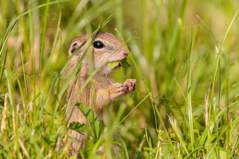 A young European ground squirrel (Spermophilus citellus) or European souslik stands in a meadow with tall green vegetation on a sunny day and eats from it