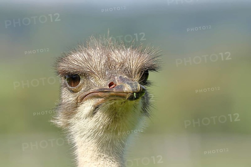 Common ostrich (Struthio camelus), portrait, captive, Rhineland-Palatinate, Germany, Europe
