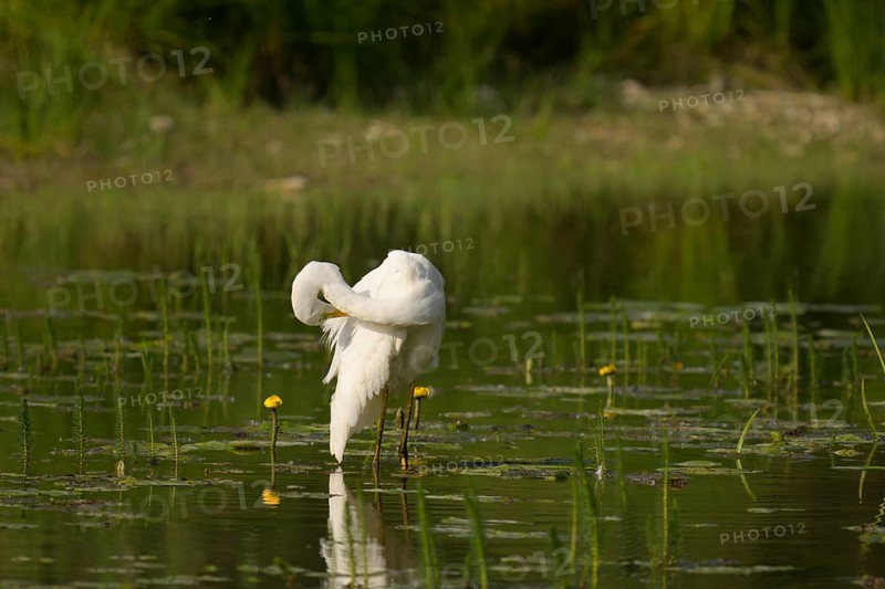 Great White Egret (Ardea alba), water, plumage care, Lower Austria