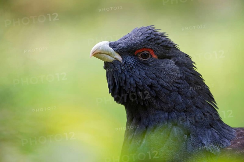 Bold look... Capercaillie (Tetrao urogallus), detailed head portrait, close-up of this beautiful bird, threatened with extinction in Germany, largest chicken bird in Europe, belongs to the grouse family, Bavaria, Germany, Western Europe, Europe