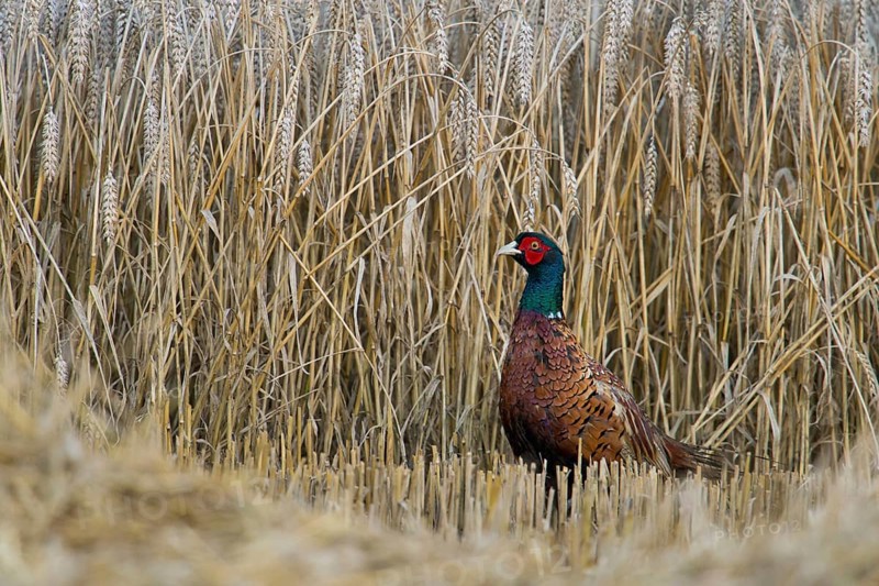 At harvest time... Hunting pheasant (Phasianus colchicus), male pheasant standing in a ripe grain field at harvest time, seems surprised that his cover is lost, typical sight in late summer, Lower Rhine, North Rhine-Westphalia, Germany, Western Europe, Europe