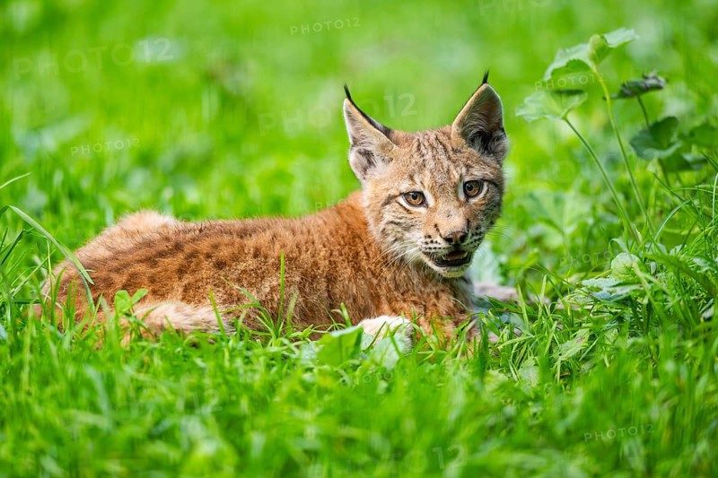 Eurasian lynx (Lynx lynx) youngster on a meadow, Bavaria, Germany, Europe