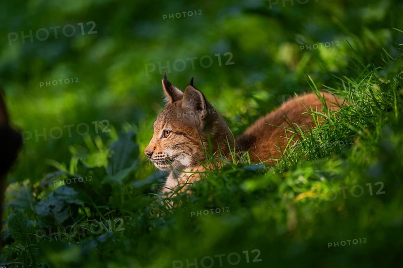Eurasian lynx (Lynx lynx) youngster on a meadow, Bavaria, Germany, Europe