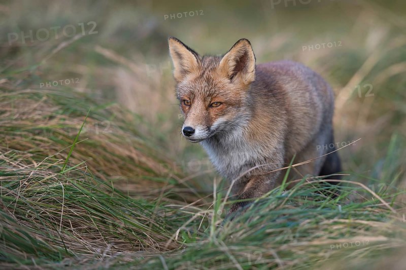 Concentrated... Red fox (Vulpes vulpes), fox hunting in the tall grass of a meadow, Germany, Western Europe, Europe