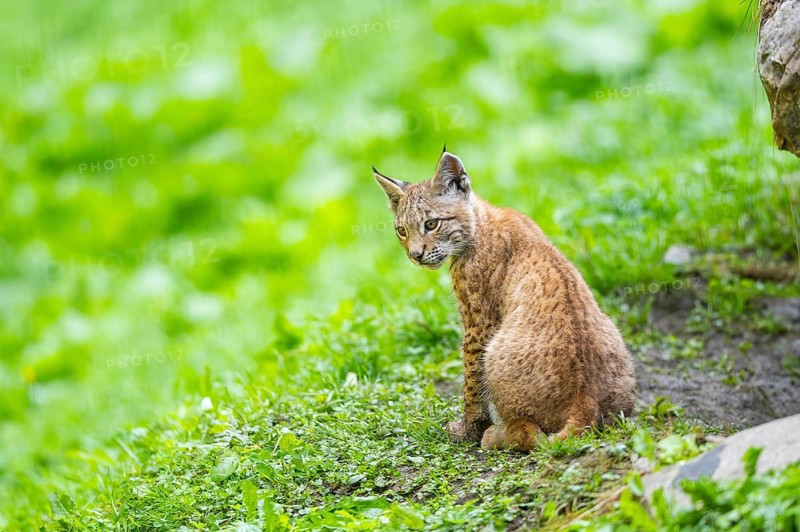 Eurasian lynx (Lynx lynx) youngster on a meadow, Bavaria, Germany, Europe