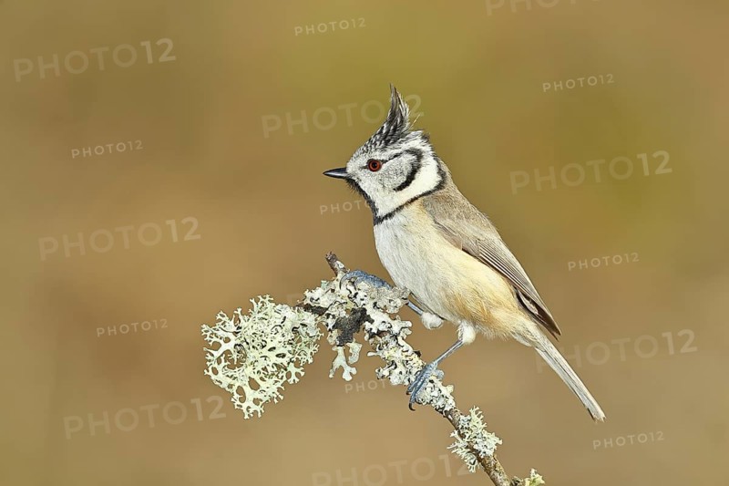 Crested Tit (Lophophanes Scalloped ribbonfish), on a branch overgrown with lichen, Wilnsdorf, North Rhine-Westphalia, Germany, Europe