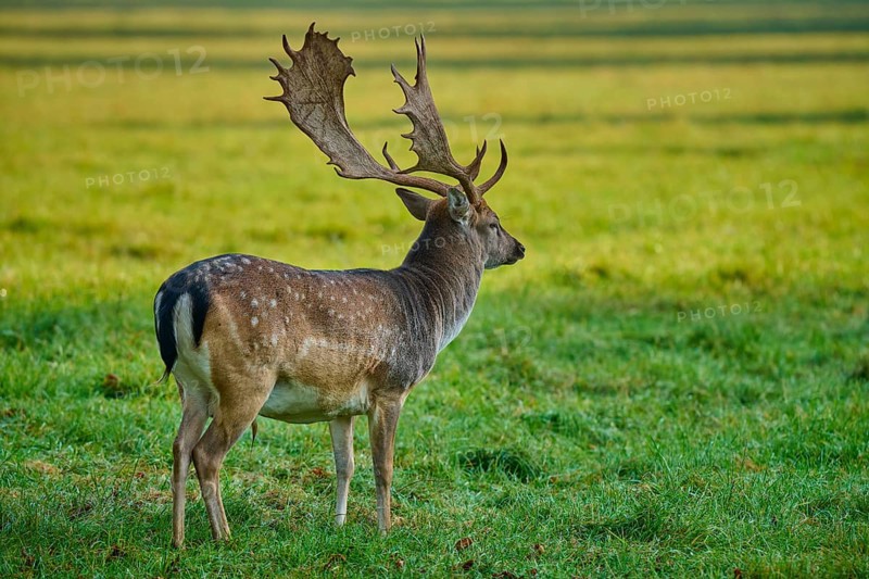 Fallow deer (Dama dama), in standing position with lateral view on a large meadow, Germany, Europe