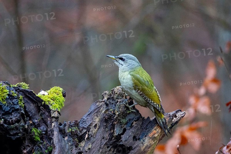 Grey-headed Woodpecker (Picus canus) wbl Germany