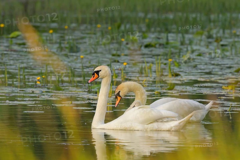 Mute swans (Cygnus olor), juvenile, water, Lower Austria