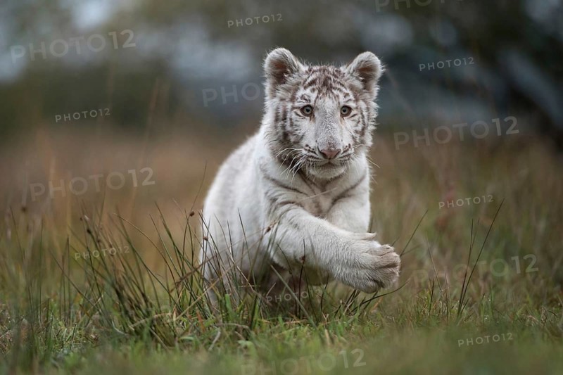 Leaping... Royal Bengal tiger (Panthera tigris tigris), rare white variety, young cat of prey, young animal, action-packed dynamic image, jumping through a swampy meadow, wet and humid terrain, in a natural environment, frontal, appealing image, animal cubs