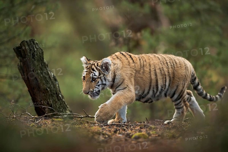 In the middle of the forest... Royal Bengal tiger (Panthera tigris), also known as Indian tiger or Bengal tiger, young running secretly through a forest