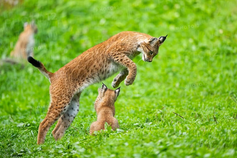 Eurasian lynx (Lynx lynx) youngster on a meadow, Bavaria, Germany, Europe