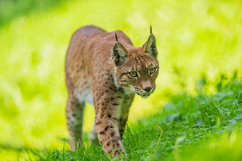 Eurasian lynx (Lynx lynx) on a meadow, Austria, Europe