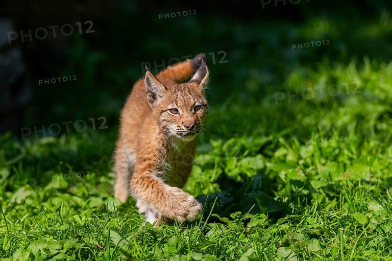 Eurasian lynx (Lynx lynx) youngster on a meadow, Bavaria, Germany, Europe