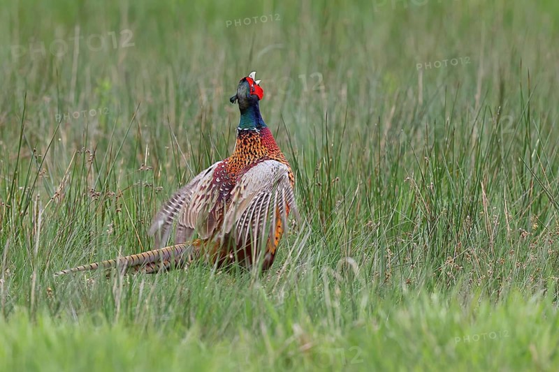 Pheasant, hunting pheasant (Phasianus colchicus), adult male bird during mating call in a meadow, territory demarcation, wildlife, Lembruch, Ochsen Moor, Dümmer nature park Park, Lower Saxony, Germany, Europe