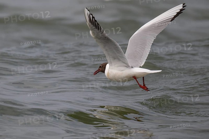 Black-headed gull (Chroicocephalus ridibundus) in summer plumage, flying above the water surface, looking for small fish, near Hvide Sande, Ringkøbing Fjord, North Sea, Denmark, Europe
