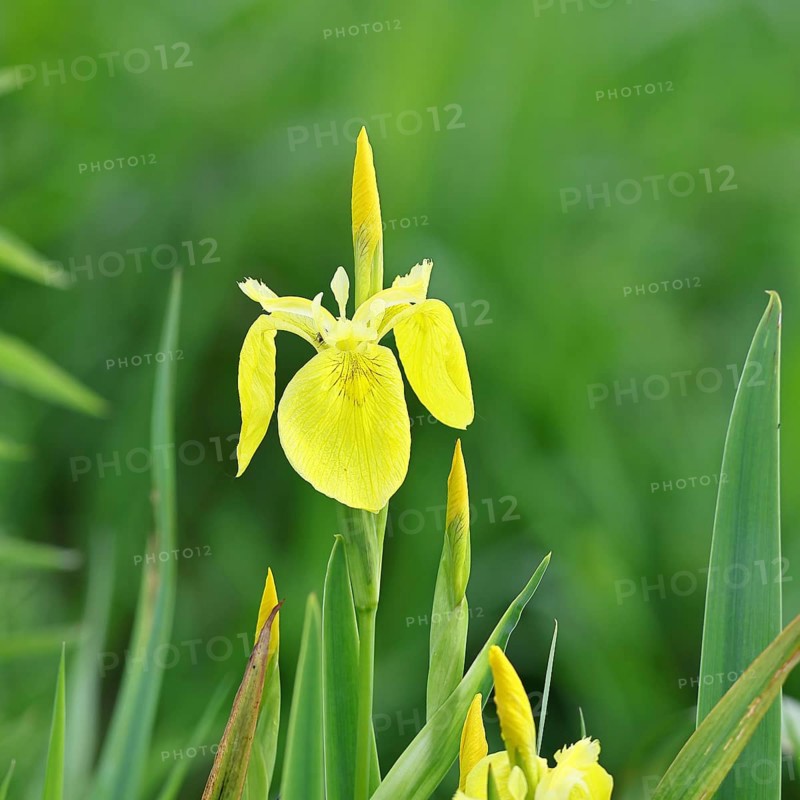 Marsh iris (Iris pseudacorus), yellow flower in a pond, Wilnsdorf, North Rhine-Westphalia, Germany, Europe