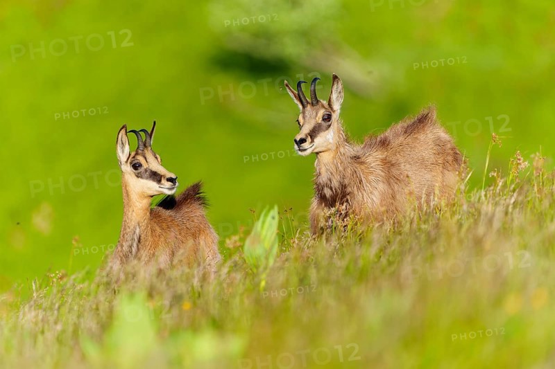 Young chamois exploring a green spring meadow in a natural environment, chamois, chamois, (Rupicapra rupicaprae), wildlife, Vosges, France, Europe