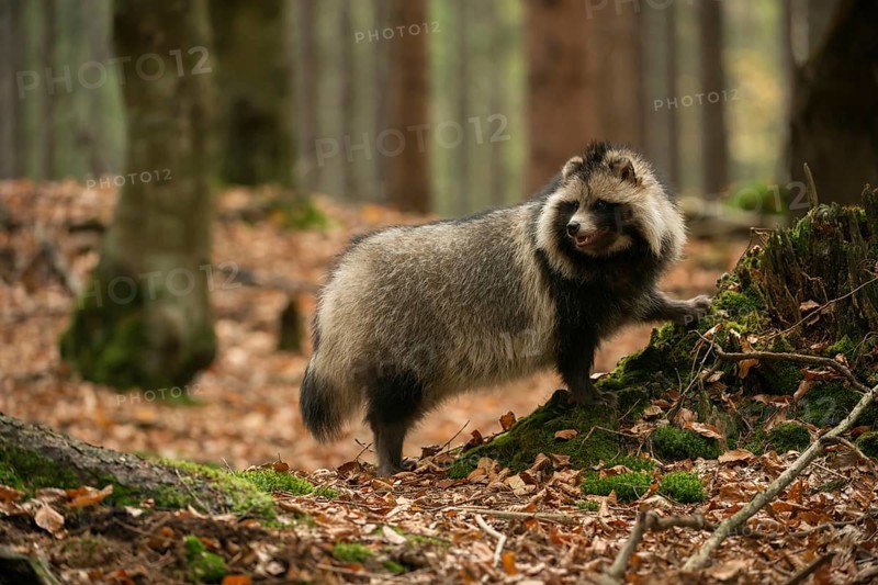 Attentive... Raccoon dog (Nyctereutes procyonoides) in the forest, also called fruit fox, neozoan, naturalised species, captive escapee