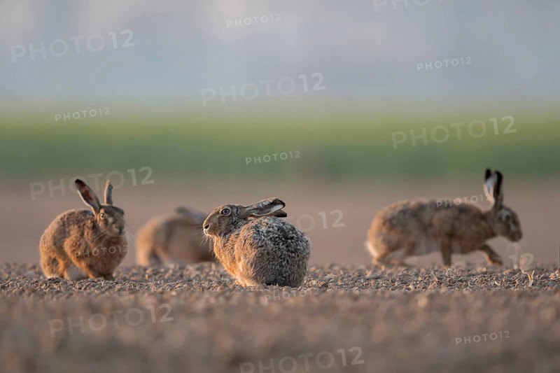 Gathered... Brown hares (Lepus europaeus), hares squatting, sitting, running together in a small group in a field early in the morning, particularly low, natural-looking perspective, Lower Rhine, North Rhine-Westphalia, Germany, Western Europe, Europe