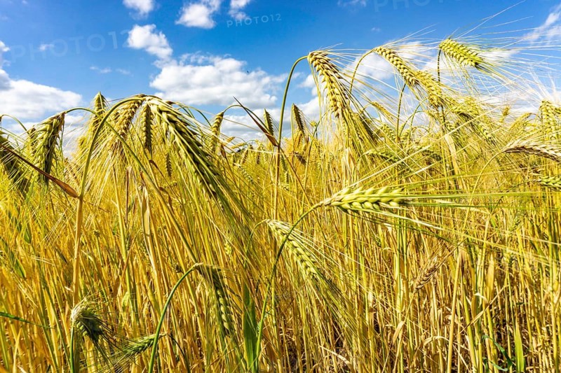 Grain field, in front of harvest, barley, near Bottrop-Kirchhellen, North Rhine-Westphalia, Germany, Europe