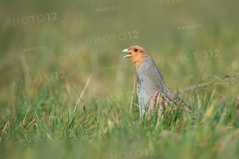 The mating call... Grey partridge (Perdix perdix), partridge in a natural meadow calls during the mating season in early spring, February, March, Lower Rhine, North Rhine-Westphalia, Germany, Western Europe, Europe
