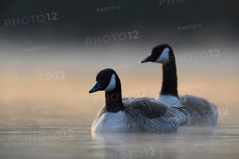 Mystical morning... Canada geese (Branta canadensis), two wild geese emerge from wafts of mist at sunrise, swim into the picture, have proliferated everywhere in recent years, problem bird in many places, Lower Rhine, North Rhine-Westphalia, Germany, Western Europe, Europe
