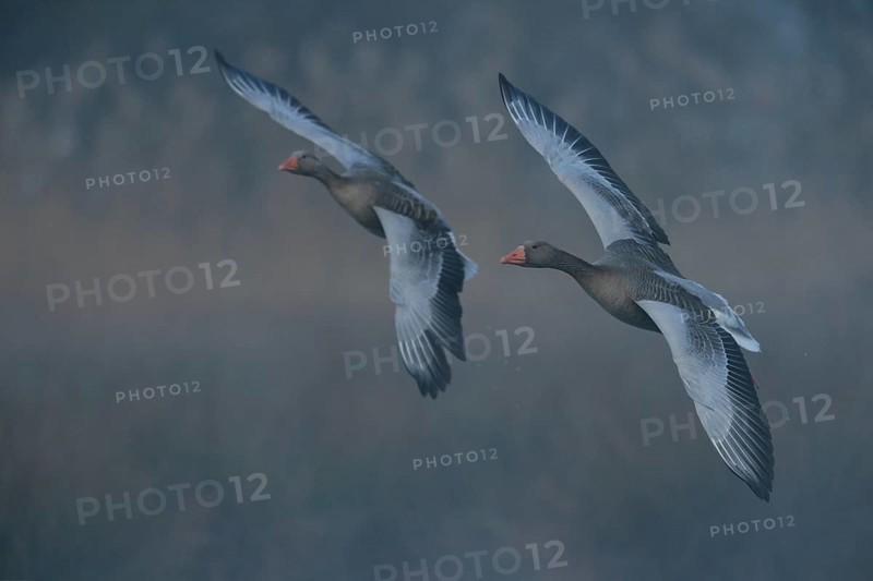 In the early morning fog... Greylag geese (Anser anser), pair, couple flying side by side in gliding flight, very soft, natural colours, great atmosphere, finely resolved background, North Rhine-Westphalia, Germany, Western Europe, Europe