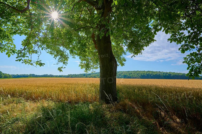 Large walnut tree provides shade over a golden field with a bright blue sky, summer, Neubrunn, Würzburg district, Bavaria, Germany, Europe