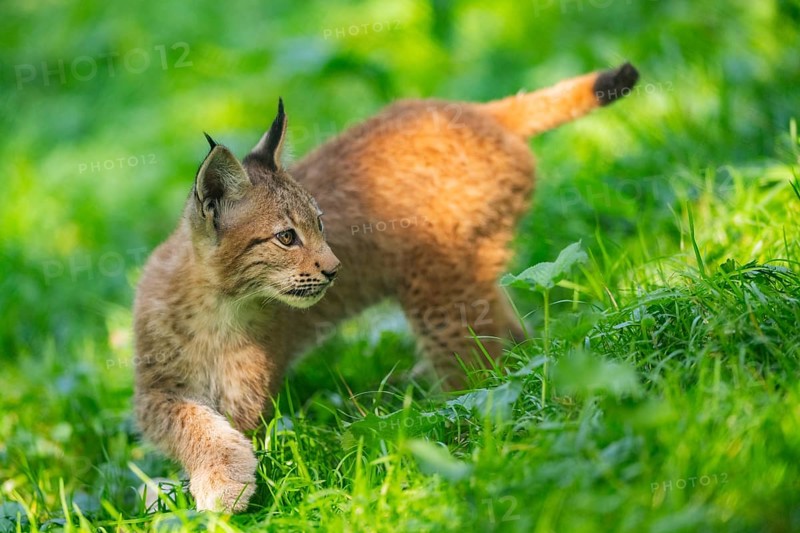 Eurasian lynx (Lynx lynx) youngster on a meadow, Bavaria, Germany, Europe