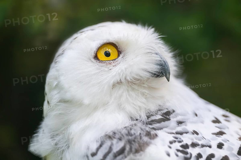 Snowy owl (Bubo scandiacus), portrait, Bavaria, Germany, Europe