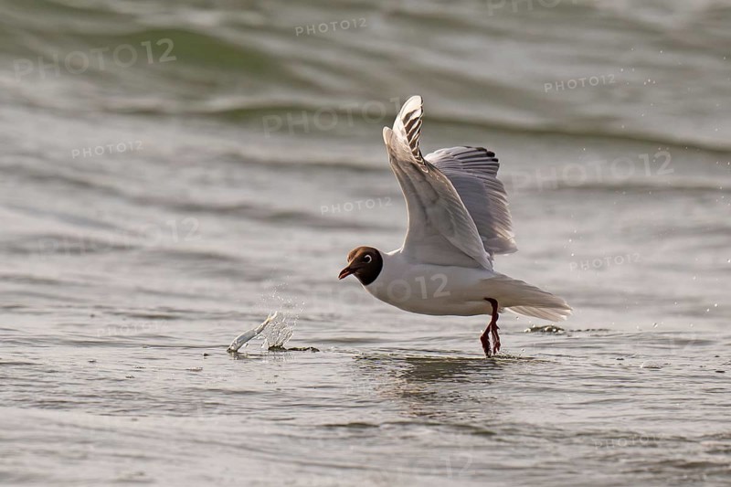 Black-headed gull (Chroicocephalus ridibundus) in summer plumage, flying above the sea surface, looking for small fish, near Hvide Sande, Ringkøbing Fjord, North Sea, Denmark, Europe